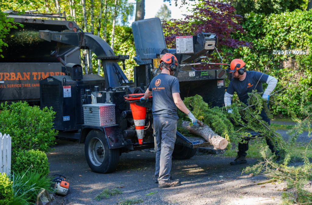 Tree services by Urban Timber Tree Services