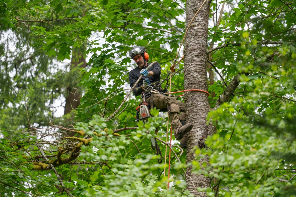 When properties require tree services, by Urban Timber Tree Services, after storms